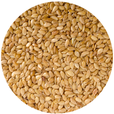 Sesame & Oil Seeds