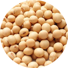 Soya Beans